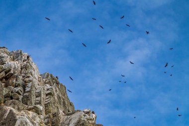 Griffon akbabaları, Gyps fulvus Monfrague Ulusal Parkı 'nda Salto del Gitano' da uçuyor. Caceres, Extremadura, İspanya.
