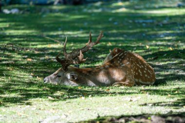 Fallow deer, Dama mezopotamya, Cervidae familyasından bir memeli türü..