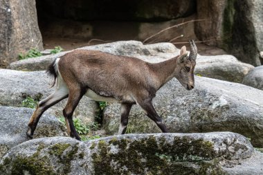 Yavru dağ keçisi - Capra dağ keçisi hayvanat bahçesinde
