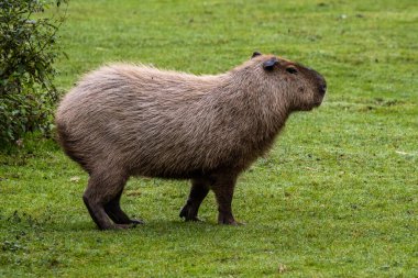 Capybara, Hydrochoerus hydrochaeris Güney Amerika 'da yaşayan bir memelidir. Dünyada yaşayan en büyük kemirgendir..