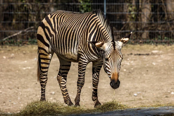 Горная Зебра Хартмана Equus Zebra Hartmannae Является Подвидом Горной Зебры — стоковое фото