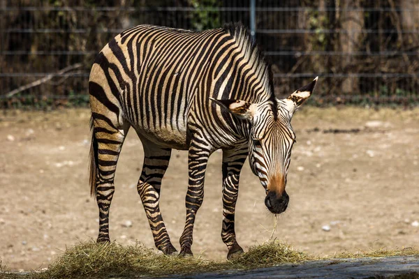 Zebra Montanhosa Hartmann Equus Zebra Hartmannae Uma Subespécie Zebra Montanhosa — Fotografia de Stock