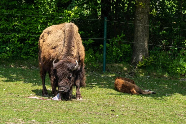 The American bison or simply bison, also commonly known as the American buffalo or simply buffalo, is a North American species of bison that once roamed North America in vast herds.