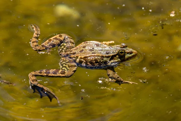 Κοινός Βάτραχος Rana Temporaria Ένα Μόνο Ερπετό Croaking Στο Νερό — Φωτογραφία Αρχείου