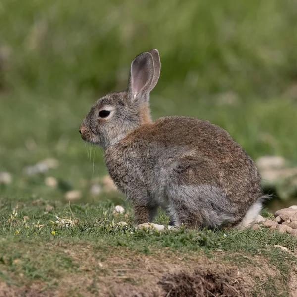 ヨーロッパのウサギ 一般的なウサギ バニー オリクトラガス クヌークはミュンヘンの牧草地に座っていますPanzerwiese — ストック写真