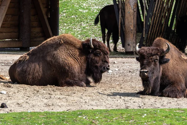 Bisonte Americano Simplemente Bisonte También Conocido Comúnmente Como Búfalo Americano — Foto de Stock