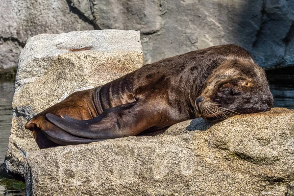 The South American sea lion, Otaria flavescens, formerly Otaria byronia, also called the Southern Sea Lion and the Patagonian sea lion