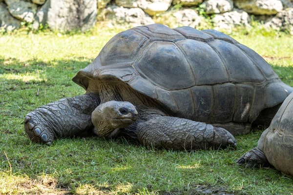 Aldabra Giant Tortoise Curieuse Marine National Park Curieuse Island Seychelles — 스톡 사진