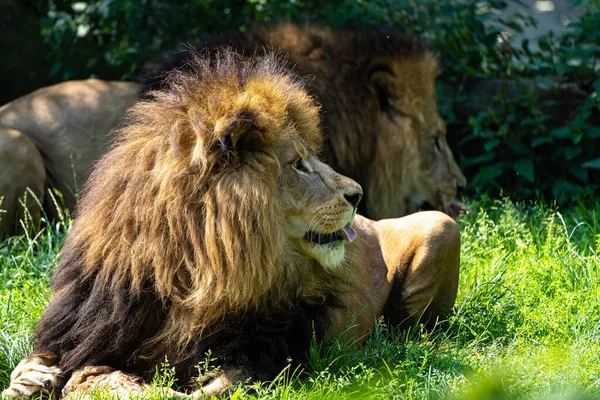 Λιοντάρι Panthera Leo Είναι Μία Από Τις Τέσσερις Μεγάλες Γάτες — Φωτογραφία Αρχείου