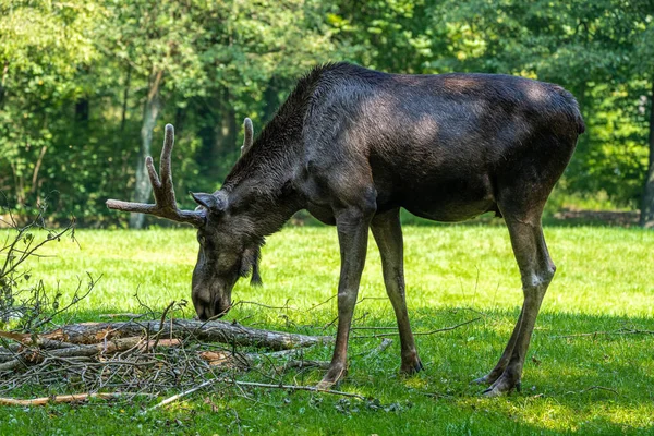 European Moose Alces Alces Also Known Elk Wild Life Animal — Stock Photo, Image