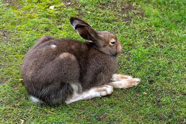 山のウサギ レプス ティミドゥス 夏に茶色の髪の白いウサギとしても知られています — ストック写真