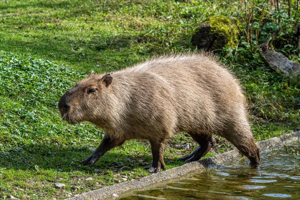 Carpincho - Capybara  Capivara, Capivaras, Ilustração