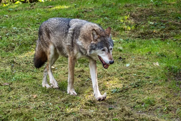 Lobo Canis Lupus Também Conhecido Como Lobo Cinzento Lobo Madeireiro — Fotografia de Stock