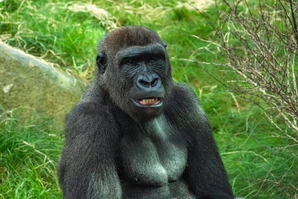 Les Gorilles Sont Des Singes Terrestres Principalement Herbivores Qui Peuplent — Photo