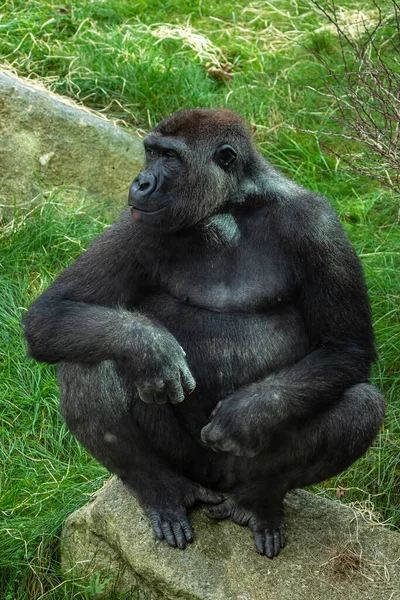 Los Gorilas Son Simios Predominantemente Herbívoros Que Habitan Los Bosques — Foto de Stock