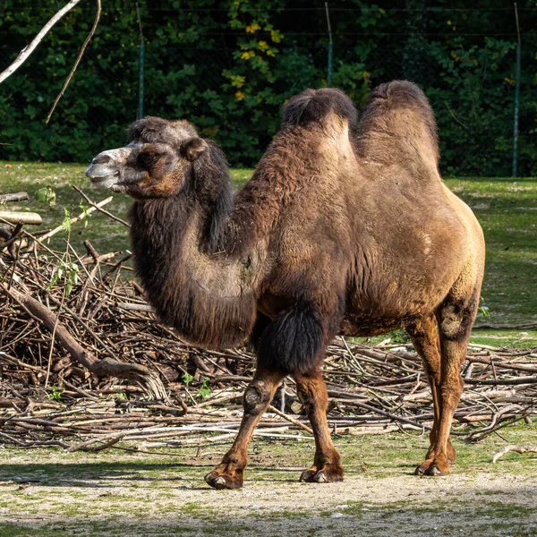 Baktriańskie Wielbłądy Camelus Bactrianus Jest Dużym Równym Palcem Kopytnym Pochodzącym — Zdjęcie stockowe
