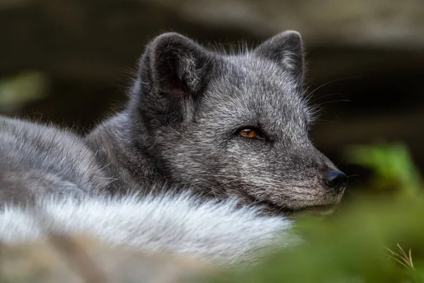 Zorro Ártico Vulpes Lagopus También Conocido Como Zorro Blanco Zorro —  Fotos de Stock