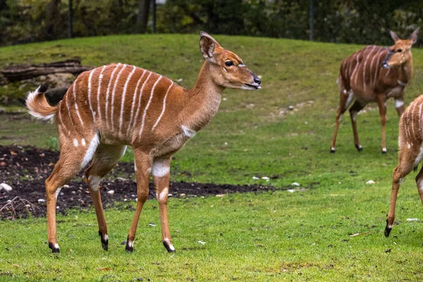 Una Niñita Nyala Tragelaphus Angasii Antílope Cuernos Espirales Nativo Del — Foto de Stock