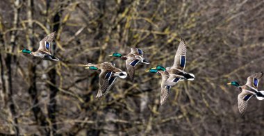 Yaban ördeği, Anas Platyrhynchos bir amatör ördektir. Burada Münih, Almanya 'da bir gölün üzerinde uçuyor..