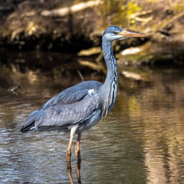 Gri balıkçıl, Ardea cinerea, düz bir gölde yüzen, tüylü tüyleri, büyük gagası, kafasının arkasında uzun tüyleri olan, vahşi doğadan bir sahne ile balık arayan büyük gri bir kuş.