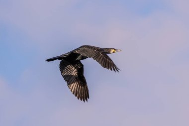 Havada uçan büyük karabatak. Kuzey yarımkürede büyük siyah karabatak olarak bilinen falakrokoraks karbonu, Avustralya 'daki siyah karabatak ve Yeni Zelanda' daki siyah tüy.