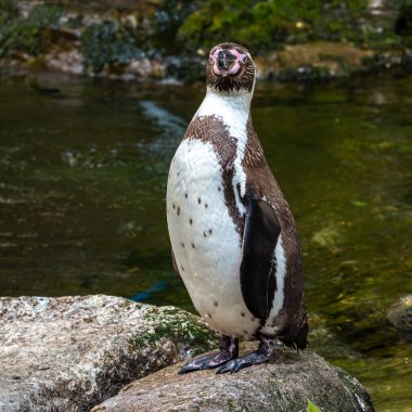 The Humboldt Penguin, Spheniscus humboldti also termed Peruvian penguin, or patranca is a South American penguin that breeds in coastal Chile and Peru. clipart