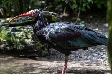 Kuzey Kel aynak, inzivaya çekilmiş aynak veya waldrapp lat.Geronticus eremita, kısır, yarı çöl veya kayalık yaşam alanlarında genellikle akan sulara yakın yerlerde bulunan bir göçmen kuşdur..