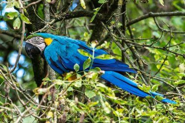 Mavi ve sarı papağan, Ara aratyası, mavi ve altın papağanı olarak da bilinir, çoğunlukla mavi üst kısımları ve açık turuncu alt kısımları olan büyük bir Güney Amerika papağanıdır.