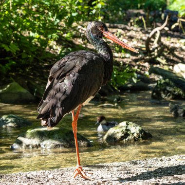 Kara leylek, Ciconia nigra leylek familyasından büyük bir kuş türü..