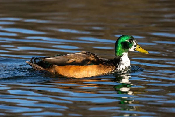 Mallard Anas Platyrhynchos Είναι Μια Πάπια Dabbling Εδώ Κολυμπά Μια — Φωτογραφία Αρχείου