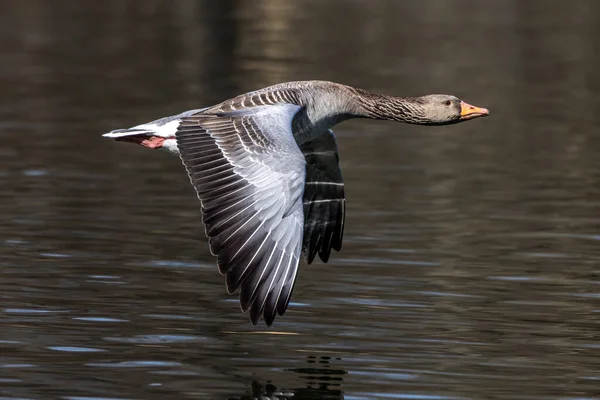 Χήνα Greylag Anser Anser Είναι Ένα Είδος Μεγάλης Χήνας Στην — Φωτογραφία Αρχείου