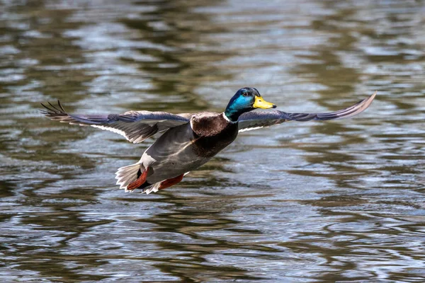 Canard Colvert Anas Platyrhynchos Est Canard Barboteur Ici Volant Dans — Photo