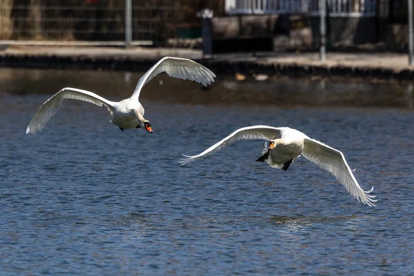 Dilsiz Kuğu Dilsiz Kuğu Anatidae Familyasından Bir Kuğu Türüdür Burada — Stok fotoğraf