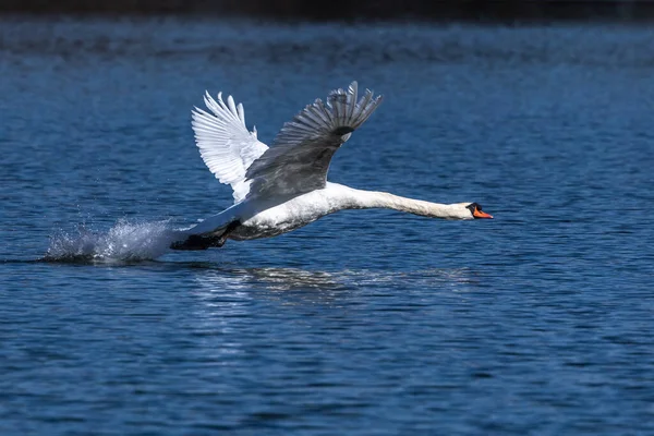 Немой Лебедь Cygnus Olor Является Видом Лебедя Представителем Семейства Водоплавающих — стоковое фото
