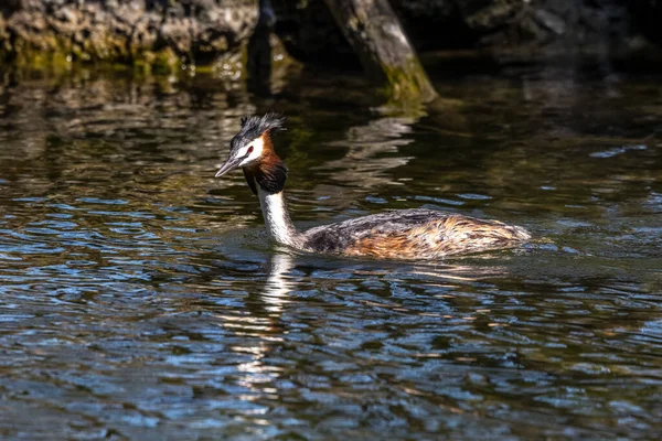 Большая Крещеная Гребень Podiceps Cristatus Красивыми Оранжевыми Цветами Водоплавающая Птица — стоковое фото