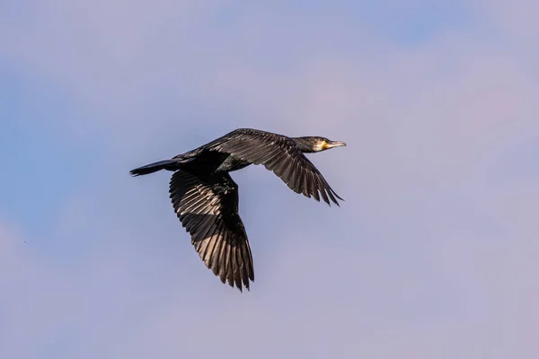 Grande Corvo Marinho Voando Phalacrocorax Carbo Conhecido Como Grande Corvo — Fotografia de Stock