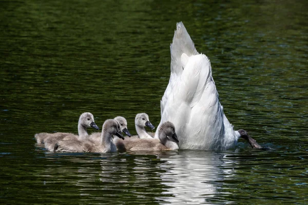 Une Famille Cygnes Muets Mère Avec Des Bébés Cygnus Olor — Photo