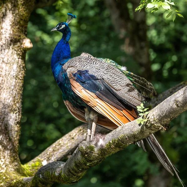 Indian Peafowl Blue Peafowl Pavo Cristatus Large Brightly Coloured Bird — Stock Photo, Image