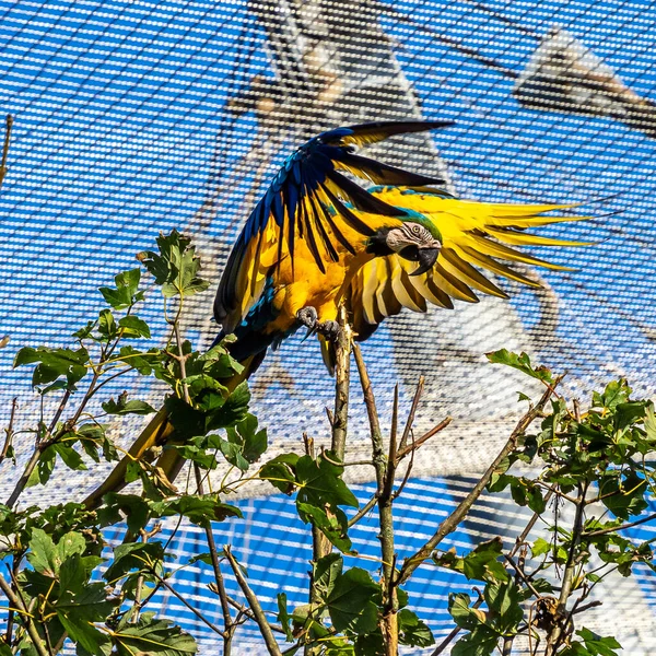 Mavi Sarı Papağan Ara Aratyası Mavi Altın Papağanı Olarak Bilinir — Stok fotoğraf