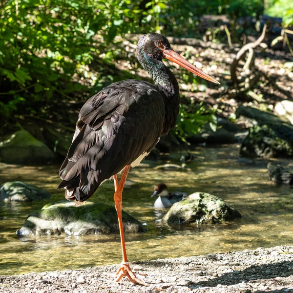Kara leylek, Ciconia nigra leylek familyasından büyük bir kuş türü..