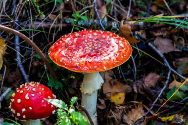 Zehirli mantar Amanita muscaria, Güney Bavyera, Almanya 'da bir dağlık arazi olan Grassau yakınlarındaki Kendlmuehlfilz' de agarik uçar veya amanita uçurur.
