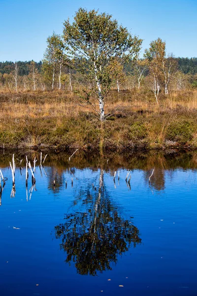 Kendlmühlfilz Bei Grassau Ein Hochmoor Südbayern Deutschland Europa — Stockfoto