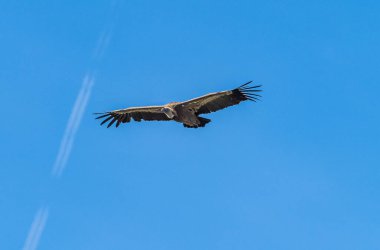 Griffon akbabası, Gyps Fulvus Monfrague Ulusal Parkı 'nda Salto del Gitano' da uçuyor. Caceres, Extremadura, İspanya.