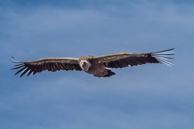 Griffon akbabası, Gyps Fulvus Monfrague Ulusal Parkı 'nda Salto del Gitano' da uçuyor. Caceres, Extremadura, İspanya.