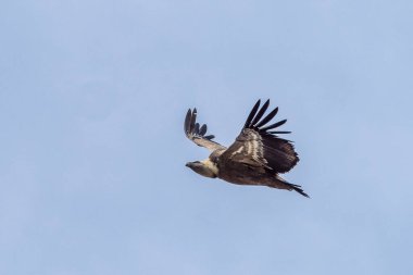 Griffon akbabası, Gyps Fulvus Monfrague Ulusal Parkı 'nda Salto del Gitano' da uçuyor. Caceres, Extremadura, İspanya.