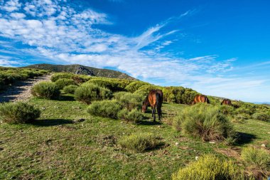 Puerto de Honduras, Extremadura, İspanya 'da dağlar ve atlarla manzara.
