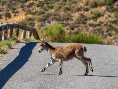 İber dağ keçisi, Capra pyrenaica Navacepeda yakınlarındaki Gredos dağlarında, Kastilya Leon İspanya. İspanyol vahşi keçisi ya da İber vahşi keçisi, dört alt türü olan bir dağ keçisi türüdür..