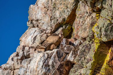 Griffon akbabası, Gyps Fulvus Monfrague Ulusal Parkı 'nda Salto del Gitano' da uçuyor. Caceres, Extremadura, İspanya.