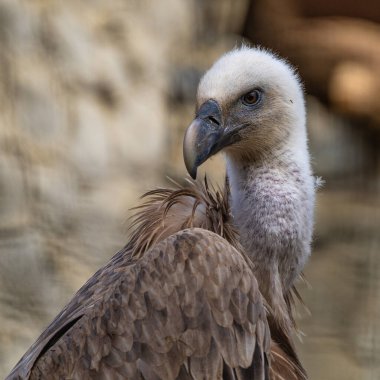 Griffon akbabası, Jerez de la Frontera 'da Gyps fulvus, İspanya' da Endülüs