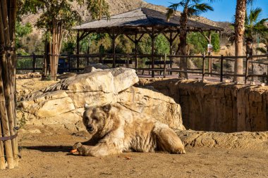 Kahverengi ayı, Ursus arctos Tabernas çölünde, Endülüs, İspanya Avrupa 'da